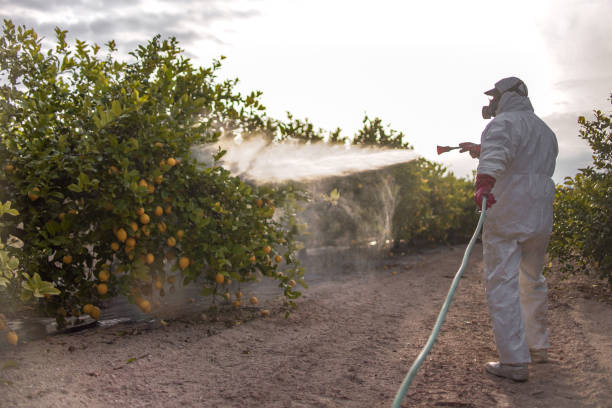 Insect Control in Caddo Mills, TX