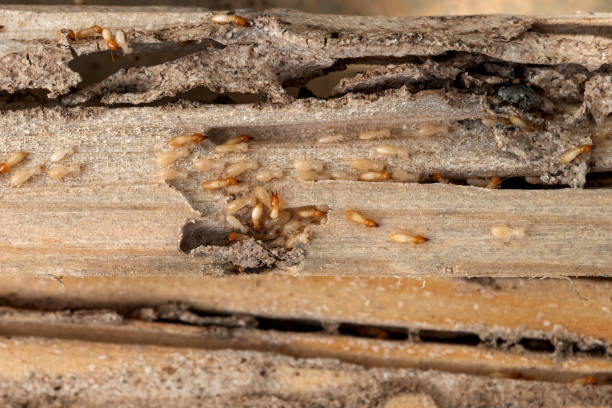 Best Pest Prevention Services  in Caddo Mills, TX